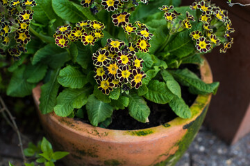 colourful spring flowers 