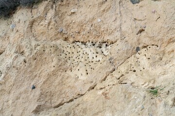 Vogel Nisthöhlen, Nistlöcher am Naturstrand Ostseebad Göhren auf  der Insel Rügen