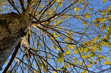 tree in autumn