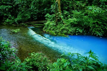 Rio Celeste dans le parc national Tenorio au Costa Rica
