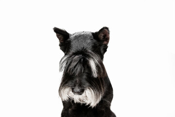 Cute puppy of Miniature Schnauzer dog posing isolated over white background