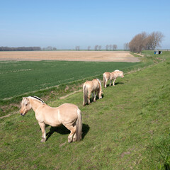 Fototapeta premium horses graze near country road on island of noord beveland in dutch province of zeeland in the netherlands