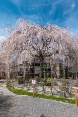 京都 本満寺の桜と春景色