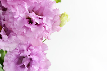 薄紫のトルコキキョウの花