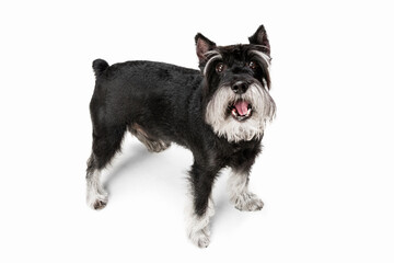 Cute puppy of Miniature Schnauzer dog posing isolated over white background