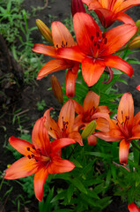 lily flower on the background of tui on the farm