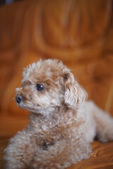 ドッグ, プードル, 動物, お気に入りの, かわいい, 仔犬, カニーノ, 品種, ポートレート, 白, 孤立した, 愛らしい, 小さい, 髪の毛, おもちゃ, 茶色, 家庭の, 毛皮, ねじれた, おかしな, 哺乳動物, ふわふわした, 若い, トイプードル, といぷーどる, 赤ちゃん, パピー, toypoodle