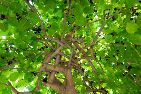 mulberry tree, taken from the bottom, black fruit time in summer