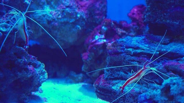 Pacific cleaner shrimp lysmata amboinensis. Lysmata debelius shrimp chrysiptera cyanea, corals