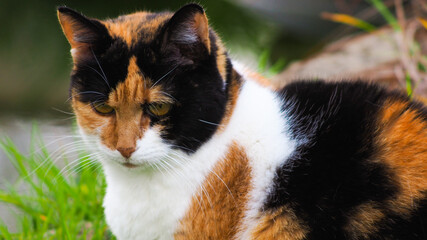 Chatte isabelle posant à côté d'un bassin et de décorations extérieures