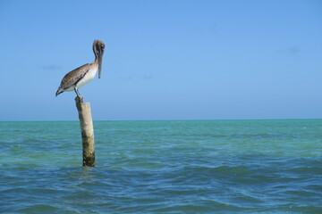 A lonely pelikan is standing on a wooden post in the turquoise ocean, he is looking for fishes in...