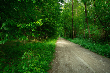 A dirt road through a green dense forest