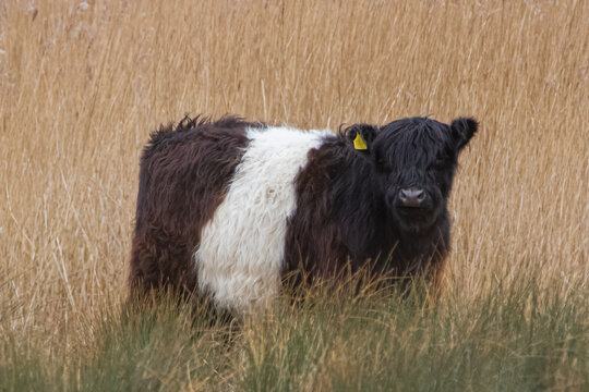 Belted Galloway Cattle