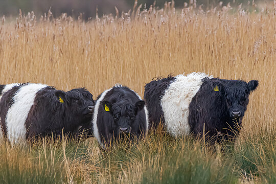 Belted Galloway Cattle