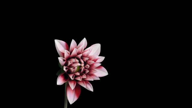 Time-lapse of blooming red dahlia flower 2x1 in PNG+ format with ALPHA transparency channel isolated on black background
