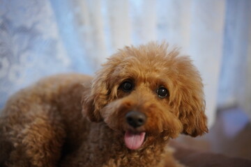 リラックスしているトイプードル