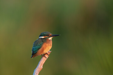 kingfisher on the branch