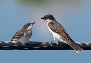Eastern Kingbird feeding  young