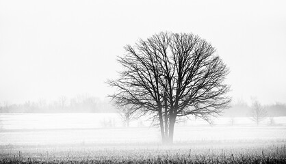 a single tree in the morning spring fog