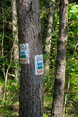 Marking of hiking and biking trails on trunk of tree in forest.