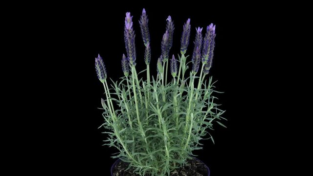Time-lapse of growing lavender (Lavandula) tree 5x3 in RGB + ALPHA matte format isolated on black background.
