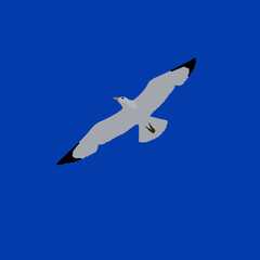seagull in the sky
