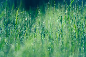 Morning dew on the grass