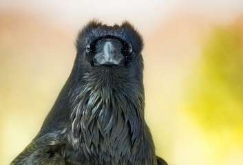 Common Raven portrait