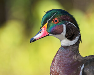 Male Wood Duck portrait
