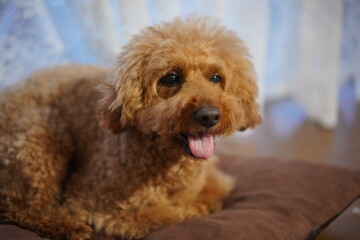 リラックスしているトイプードル