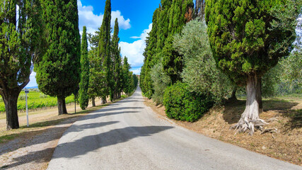 Cypress road to the hill in Tuscany