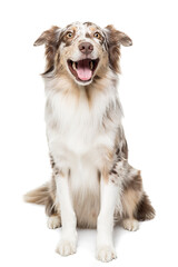 Funny Australian Shepherd dog with a wide smile in white background