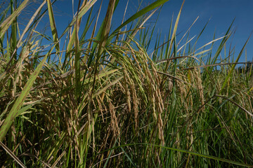 Naklejka premium Abundance of rice plants in green rice fields.