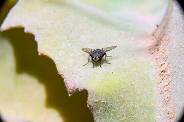 Common house fly in habitable environments Located in an open space open 
