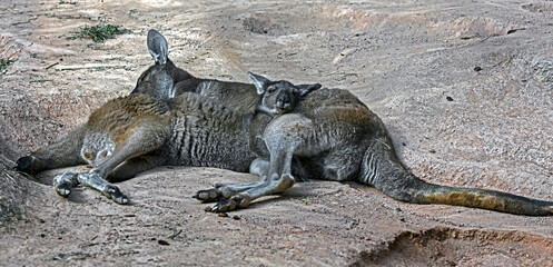 Eastern grey kangaroos on the ground. Latin name - Macropus giganteus © Mikhail Blajenov