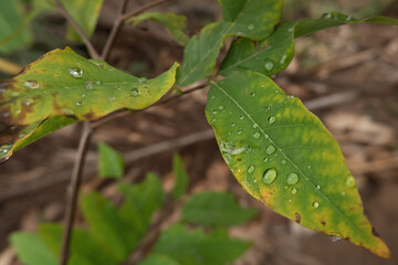 Water droplets on the leaves have an abstract green bokeh background.