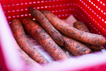 Last year's carrots lie in a red box after winter