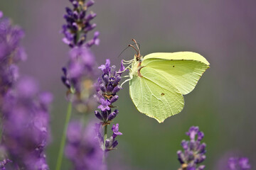 Zitronenfalter (Gonepteryx rhamni) fliegt in Lavendelfeld 