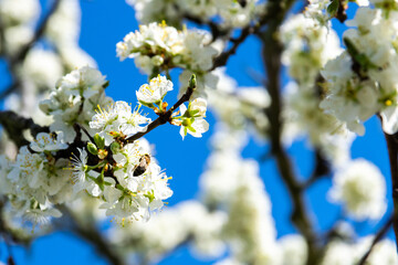 bee on a blossomed tree