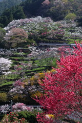 かみくきの花桃　彩る山里　（高知県　仁淀川町　上久喜）