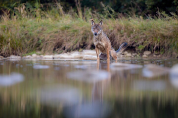 Wilk © Pawel