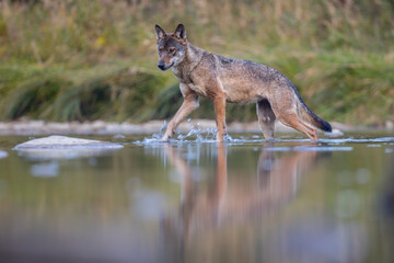 Wilk © Pawel