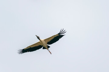The Wood stork (Mycteria americana)