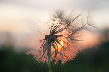 dandelion at sunset . Freedom to Wish. Dandelion silhouette fluffy flower on sunset sky. Seed macro closeup. Soft focus. Goodbye Summer. Hope and dreaming concept. Fragility. Springtime.