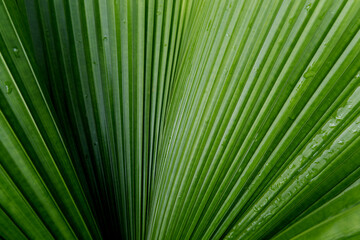 Effect Closed up nature green palm leaf.