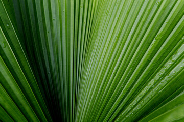 Obraz premium Effect Closed up nature green palm leaf.