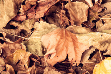 Fallen dry autumn leaves