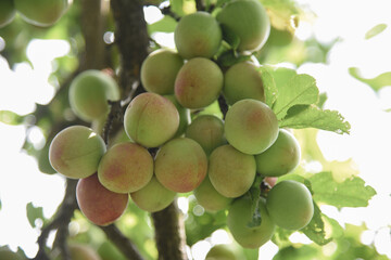 green apricot on a tree