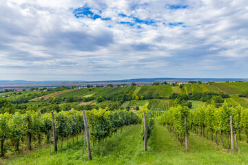 Fototapeta premium Summer vineyard nearby Strekov, Southern Slovakia