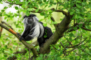 Angolan colobus (Colobus angolensis) sitting on the tree